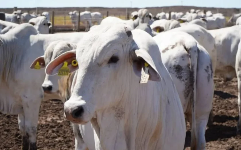 Bahia registra recorde na criação de gado e produção de ovos em cinco décadas