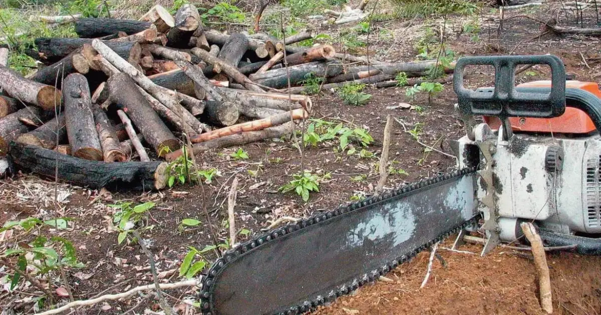 Bahia registra mais de 5.600 crimes ambientais; queimadas representam 67% dos casos entre 2022 e 2025