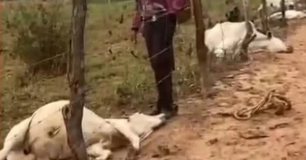 Raio mata oito bovinos no Sudoeste baiano e causa prejuízo superior a R$ 30 mil