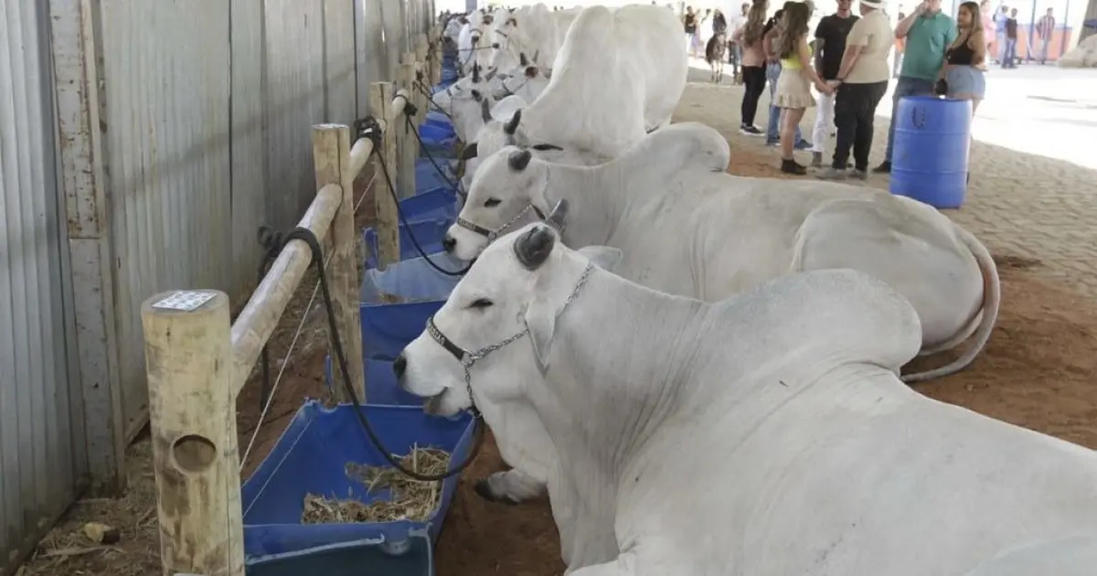 Agronegócio atinge R$ 32,5 bilhões e representa quase 25% da economia baiana