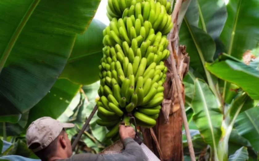 Banana de Bom Jesus da Lapa recebeu Indicação Geográfica do INPI