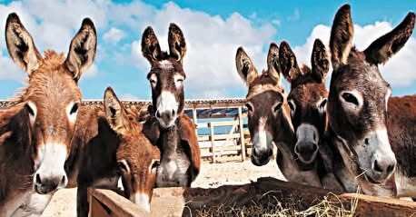 Justiça Federal proíbe abate de jumentos na Bahia