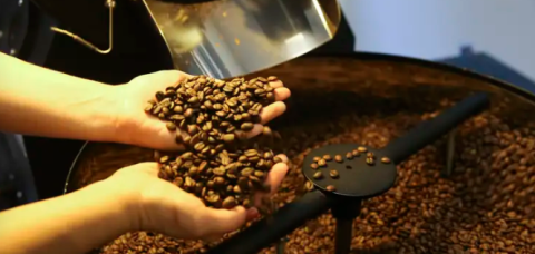 Bahia deve ter a quarta maior safra de café do país em 2026, aponta IBGE