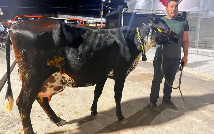 Vaca Ludimila produz 64,2 kg de leite no primeiro dia do torneio leiteiro na Expo Guanambi