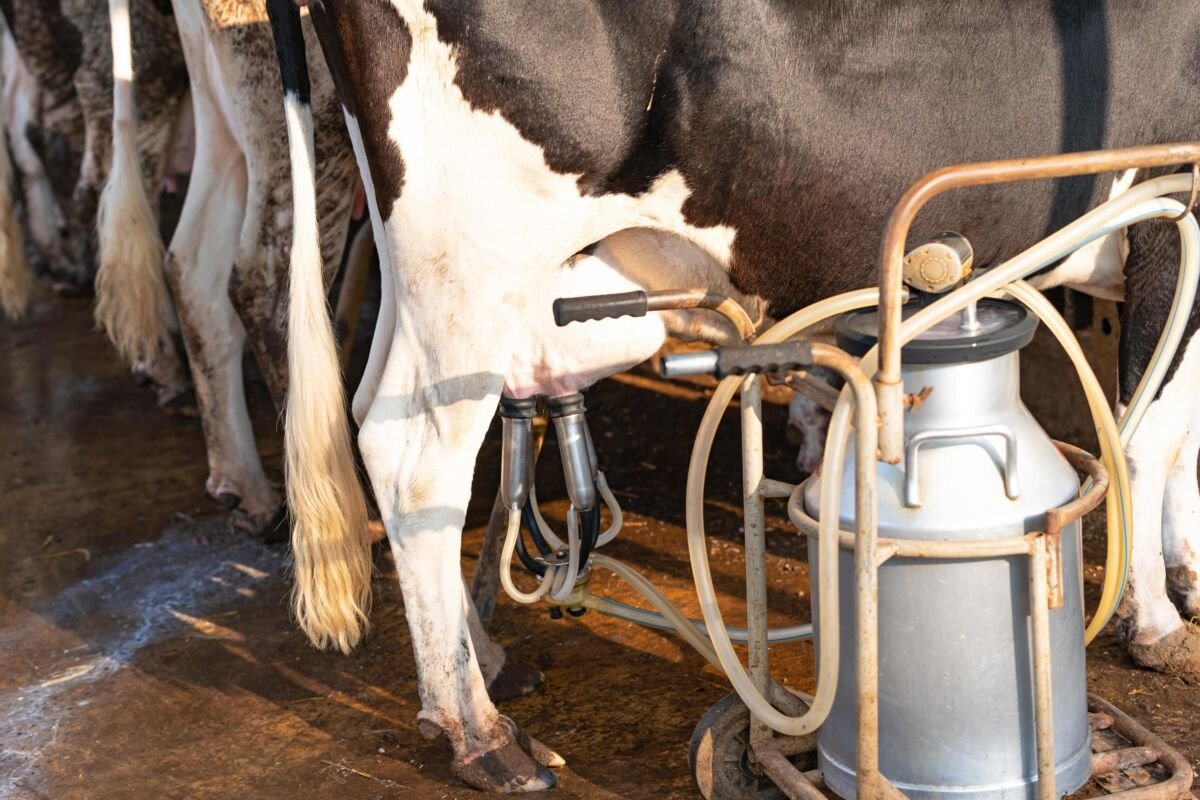 Agro: Conquista está entre os dez maiores produtores de leite da Bahia
