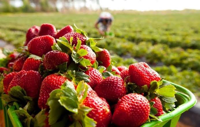 Cultivo de morangos transforma vida de agricultora familiar em Barra do Choça