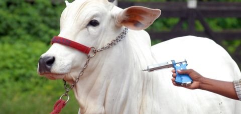 China reconhece território brasileiro como livre da febre aftosa