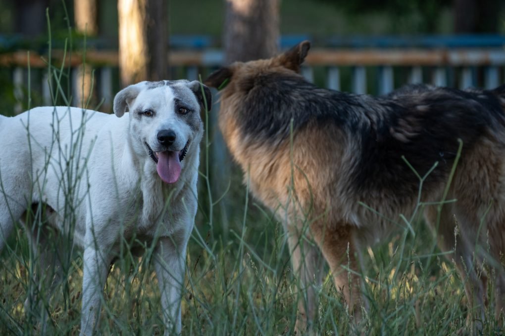 Vitória da Conquista: Prefeitura institui protocolo para manejo ético de cães e gatos sem tutor reconhecido